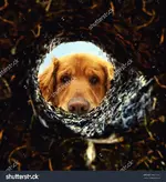 stock-photo-a-dog-peeking-into-a-dirt-hole-in-the-ground-165414167.webp