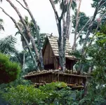 WDW-962-Macaws-at-Captain-Flints-Perch.webp