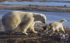 polar-bear-and-eskimo-dog-friends.png