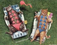 tanning-cats-kitten-kitty-pic-picture-funny-lolcat-cute-fun-lovely-photo-images.jpg