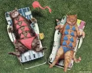 tanning-cats-kitten-kitty-pic-picture-funny-lolcat-cute-fun-lovely-photo-images.webp