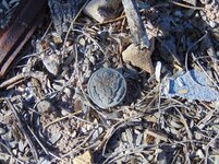 Great Seal Button (WW1-WW2) Esmonds Station Arizona 2017 (2).jpg