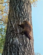 Treed Groundhog1.jpg