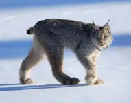 Canadian_lynx_by_Keith_Williams_o.webp