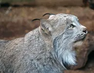 Canadian_Lynx_side_head_o.webp