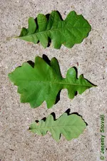 Bur Oak.webp