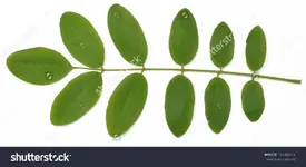 Acacia leaf.webp