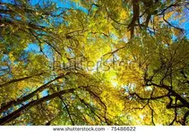 Acacia Tree Autumn.webp