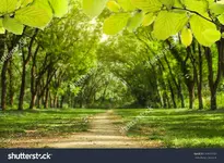 Acacia Forest.webp