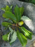 Chestnut_Oak.webp