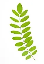 acacia leaf.webp