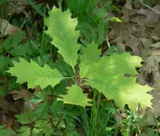 Red Oak leaf 3.webp