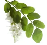 Acacia Leaf 4.webp