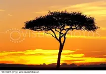 acacia tree.webp