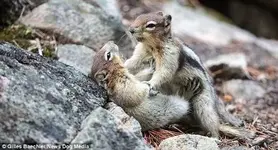 two-squirrels.webp