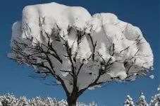 Acacia Tree in Winter.webp