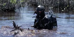 Oak Island Swamp Log pics.webp