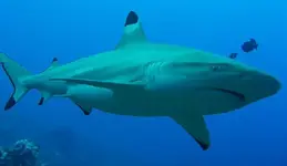 Blacktip-Shark.webp