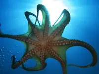 Octopus-under-shot.webp