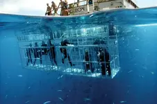 Shark-Diver-Cages.webp