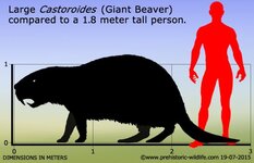 castoroides-size.jpg