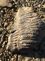 Fossilized wood D.jpg