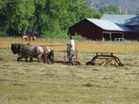 hay rake horse.jpg