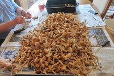 Bushel of Mushrooms.jpg