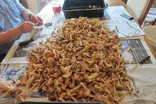 Bushel of Mushrooms.webp