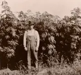 history-of-cannabis-hemp1.webp