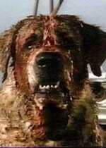 cujo.jpeg