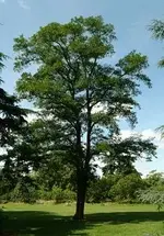 Black Locust Tree.webp