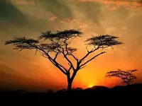 Acacia Tree - Israel.webp