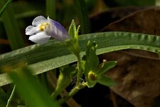 Tiny Wildflower 2.jpg