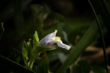 Tiny Wildflower 3.jpg