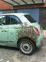 20170909_bee-swarm-on-car.jpg