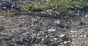 Puff adder at mine.webp