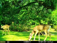 Doe and Fawn 2.jpg