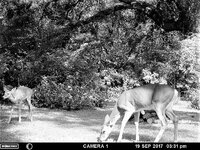 Doe and Fawn 1.jpg