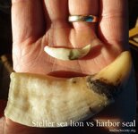 Steller-and-Harbor-seal-canines-in-hand.jpg