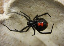 animal-you-black-widow-spider.jpg