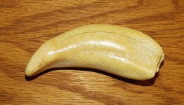 whale tooth 002.JPG