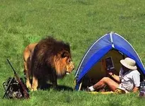 20170909_lion-comes-to-visit-hunters-tent.webp