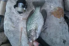 crappie.webp