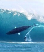 20171001_surfing-whale_2000.jpg