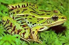 northern_leopard_frog.webp