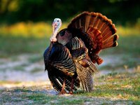 wild turkey.jpg