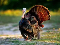 wild turkey.webp