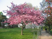 cherry blossoms in High Park 001.webp