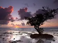 mangrove tree,  Fl..webp